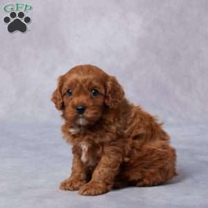 Gail, Cavapoo Puppy